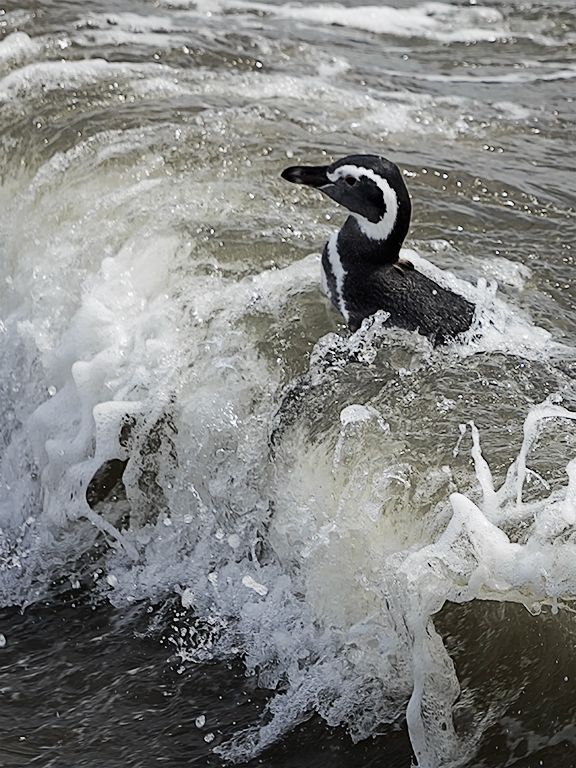 Pingüinos de Magallanes