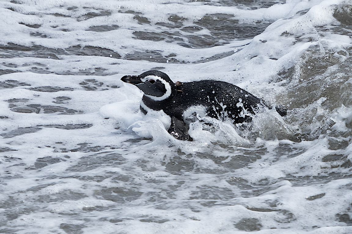 Pingüinos de Magallanes