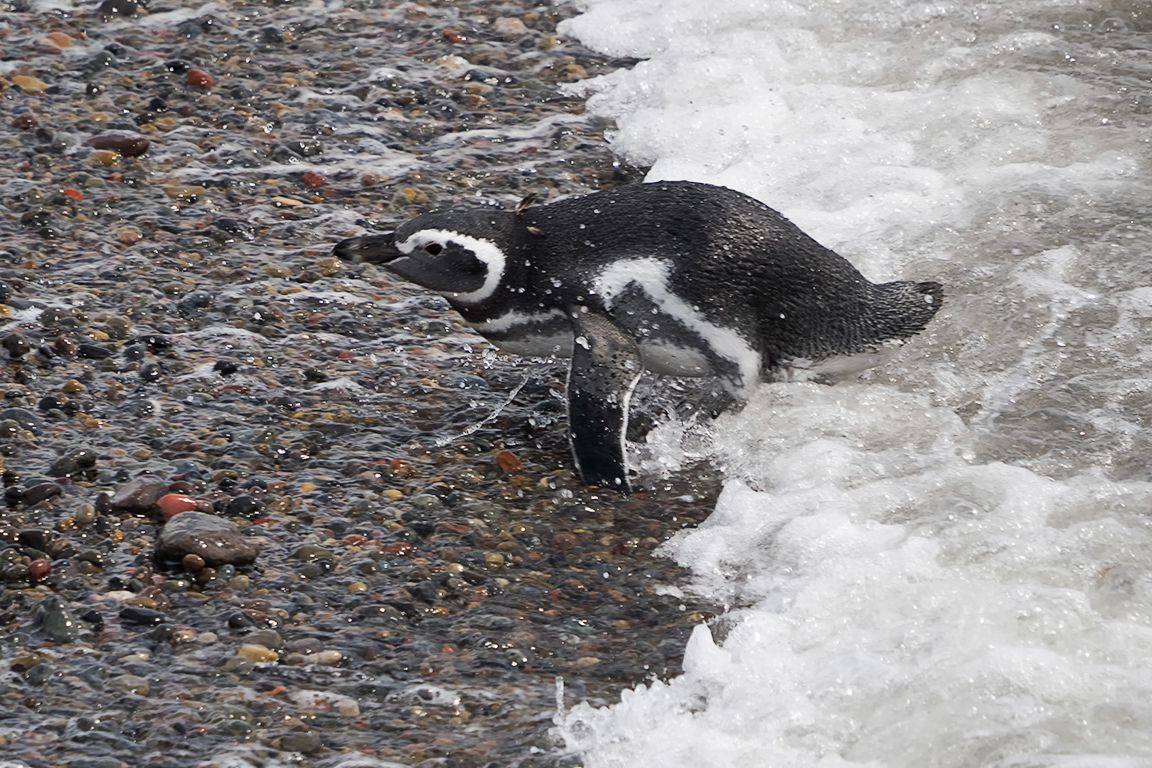 Pingüinos de Magallanes
