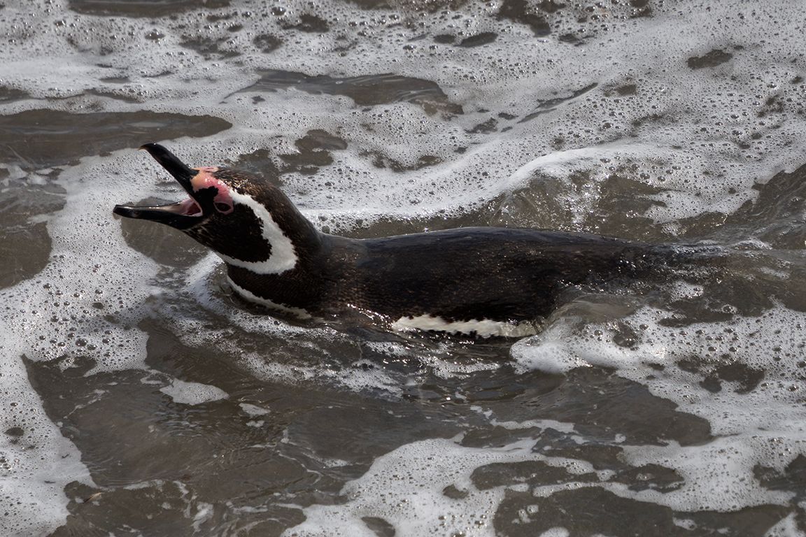 Pingüinos de Magallanes