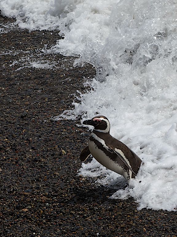 Pingüinos de Magallanes