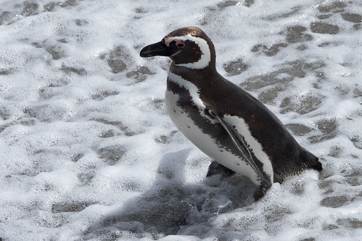 Pingüinos de Magallanes