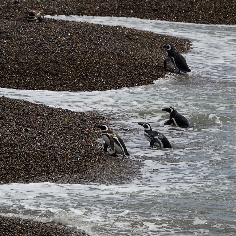 Pingüinos de Magallanes