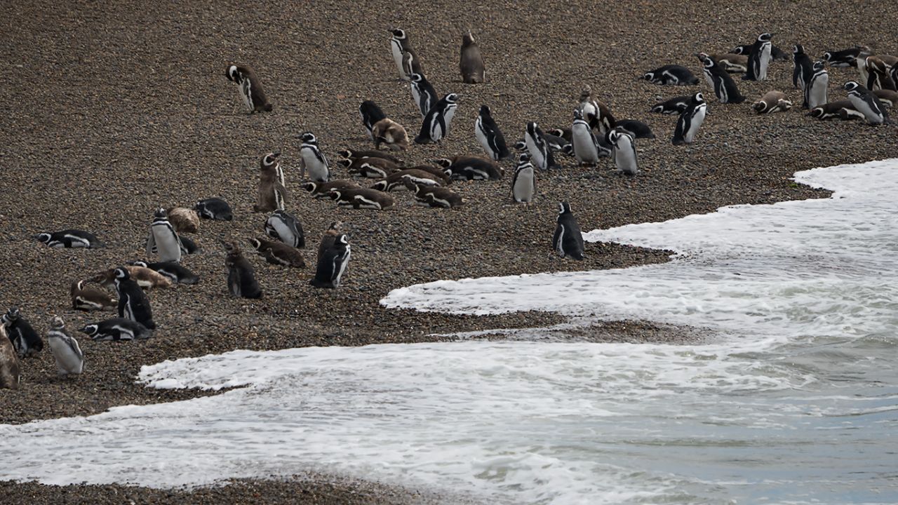 La playa de los pingüinos