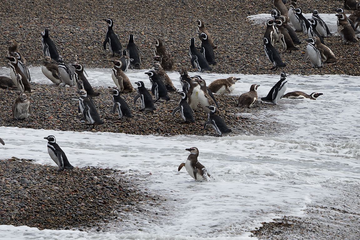 La playa de los pingüinos
