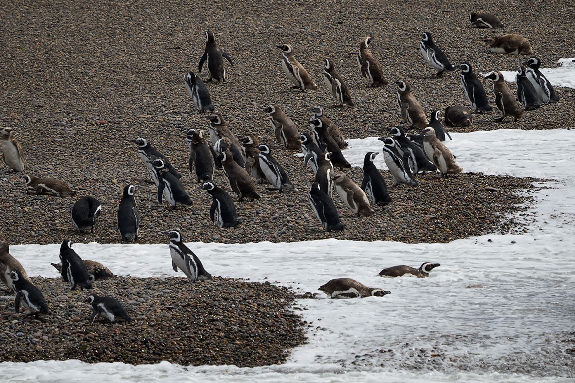La playa de los pingüinos