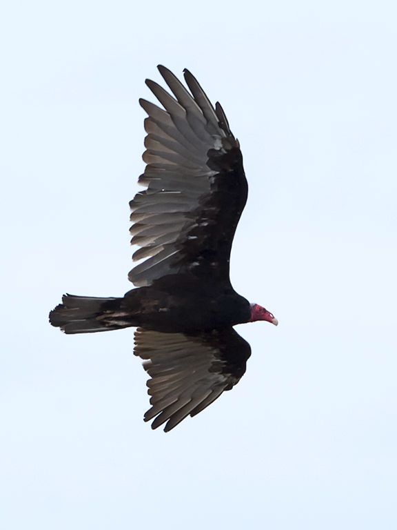 Jote de cabeza colorada