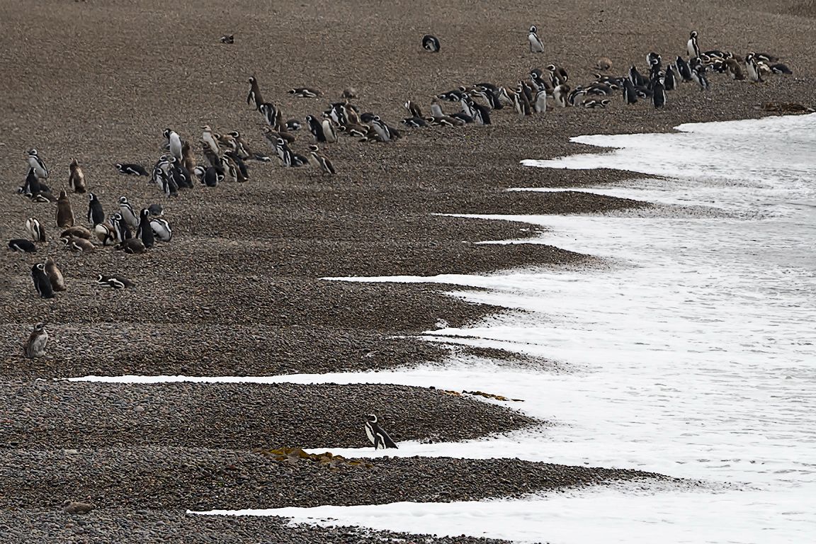 La playa de los pingüinos