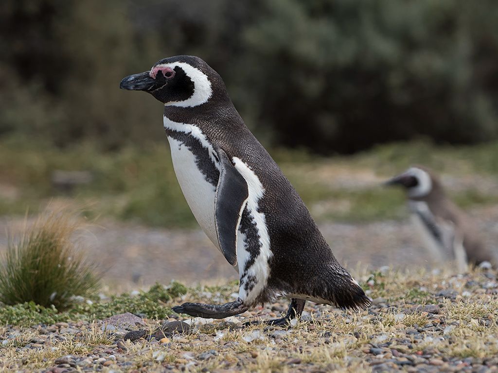 Pingüinos de Magallanes