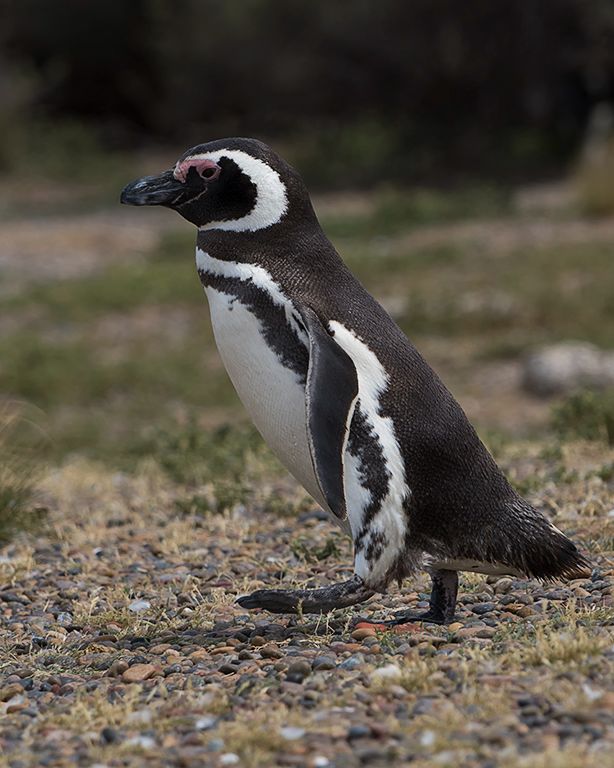 Pingüinos de Magallanes