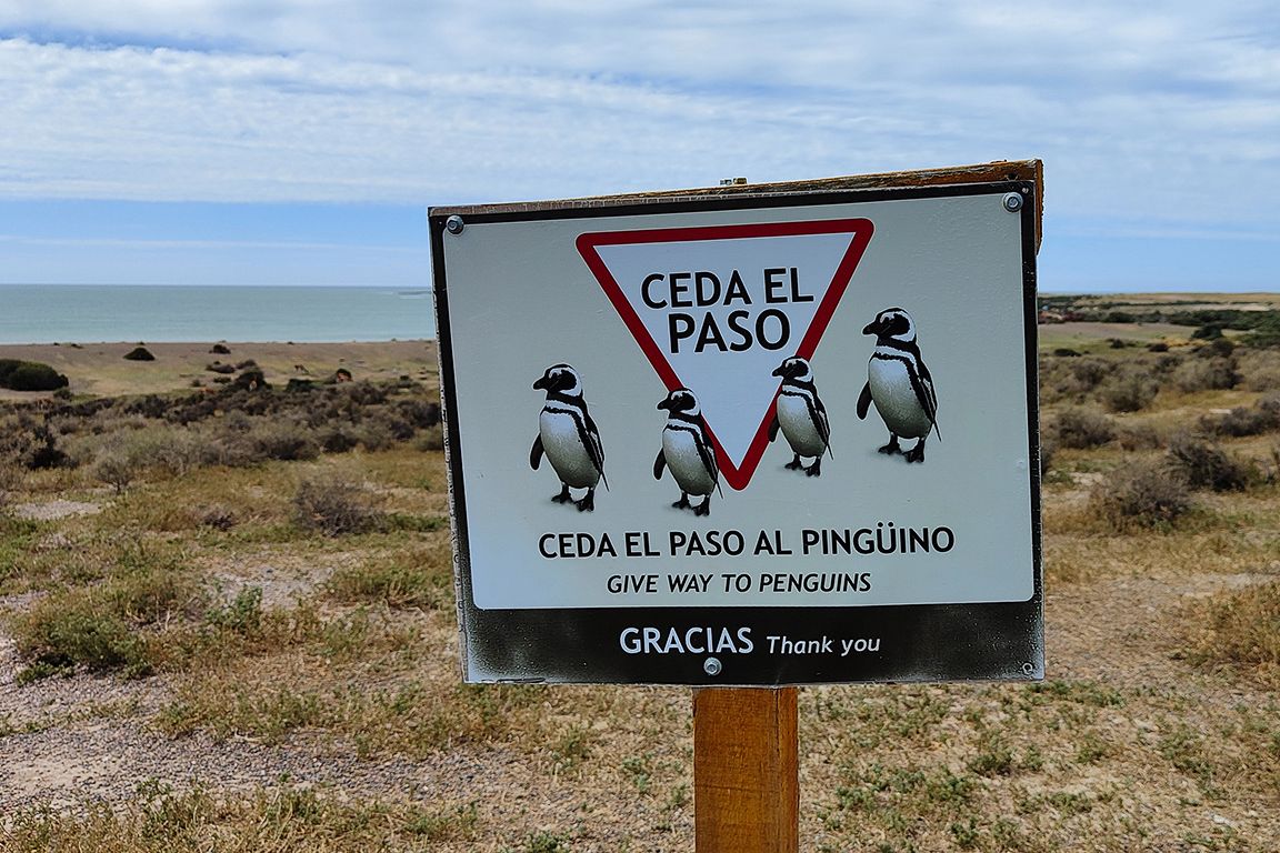 Pingüinos de Magallanes