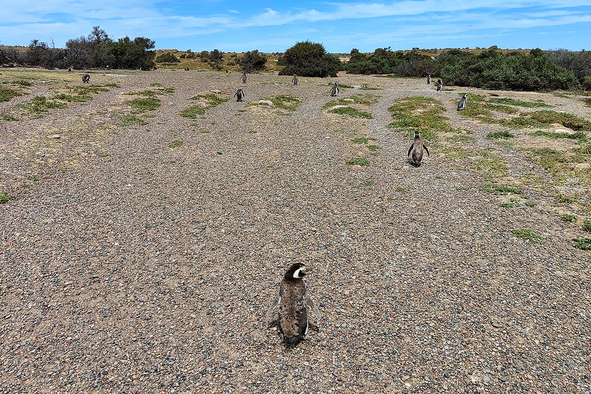 Pingüinos de Magallanes