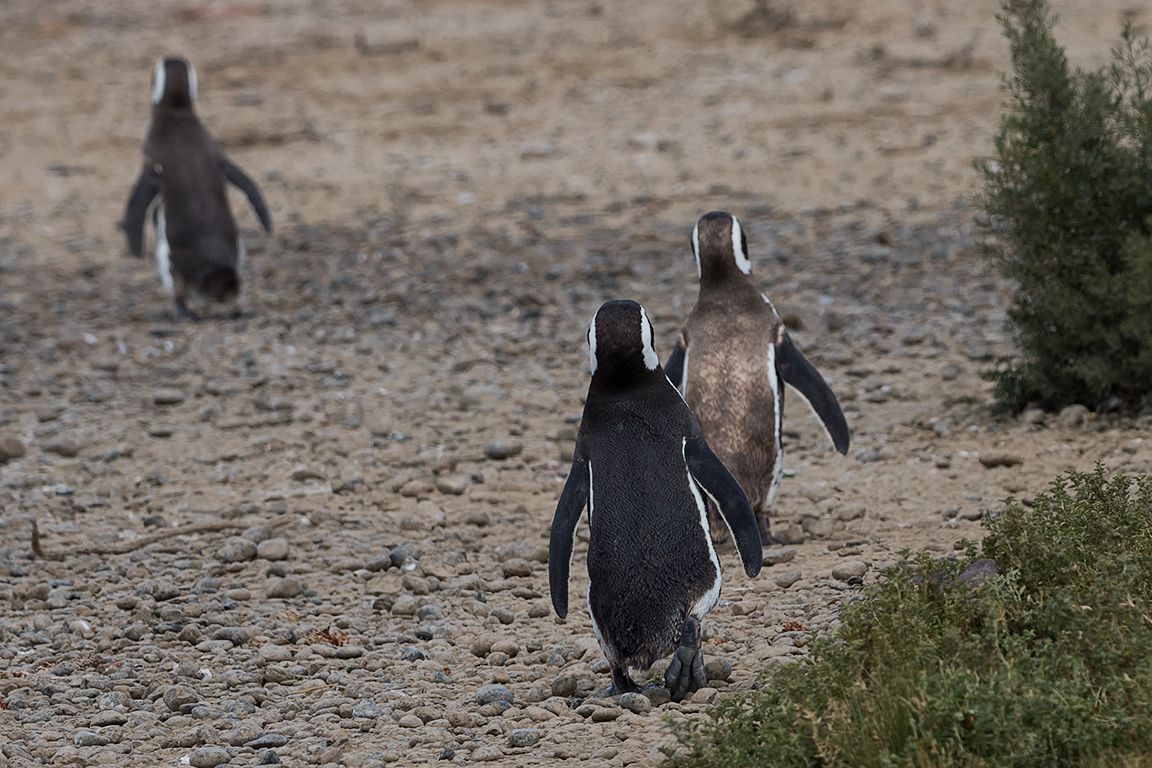 Pingüinos de Magallanes