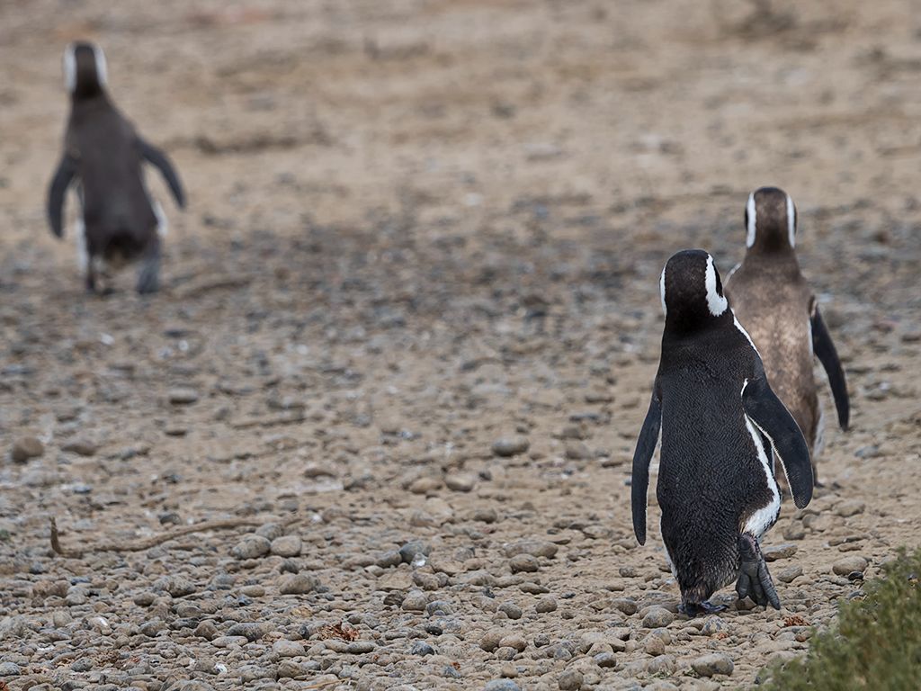 Pingüinos de Magallanes