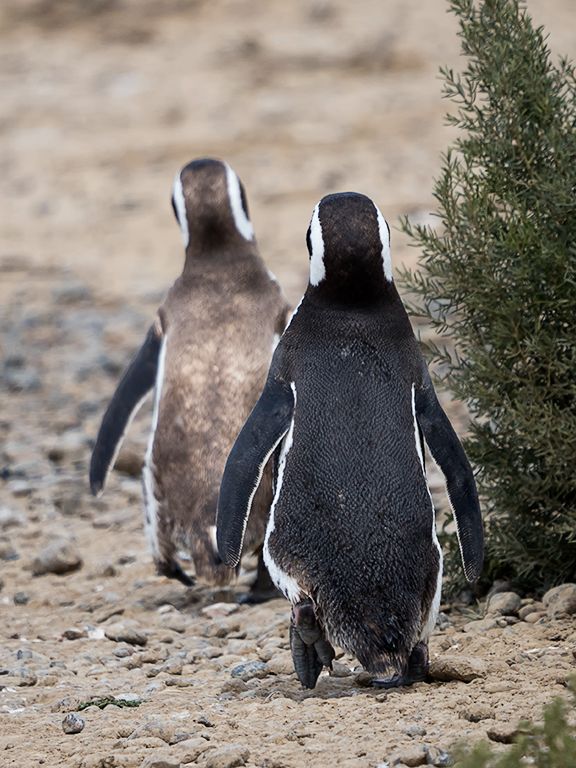 Pingüinos de Magallanes