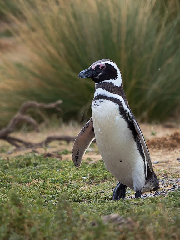 Pingüinos de Magallanes