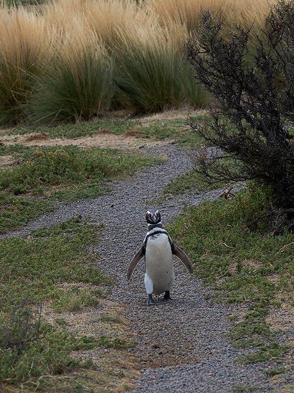 Pingüinos de Magallanes