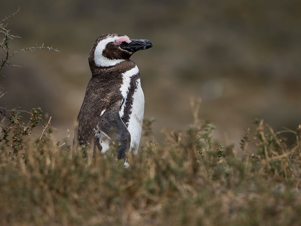 Pingüinos de Magallanes