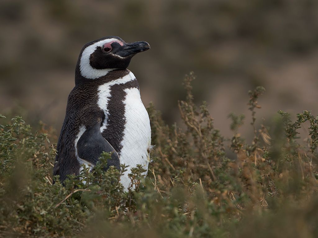 Pingüinos de Magallanes