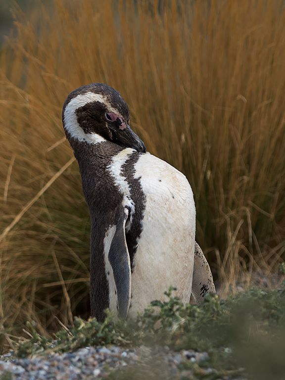 Pingüinos de Magallanes