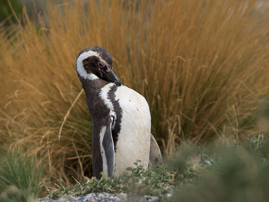 Pingüinos de Magallanes