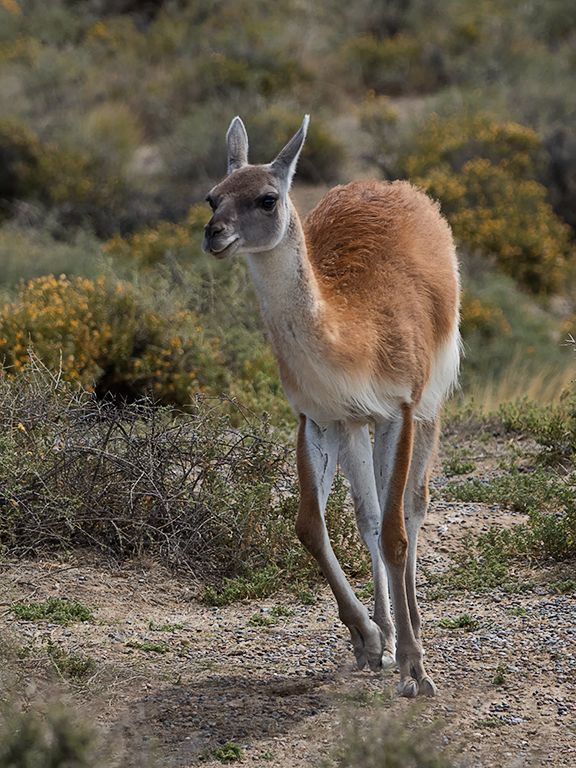 Guanaco
