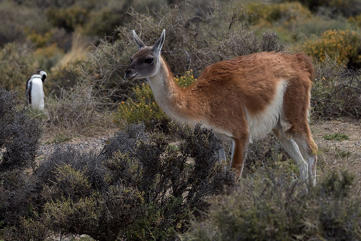 Guanaco