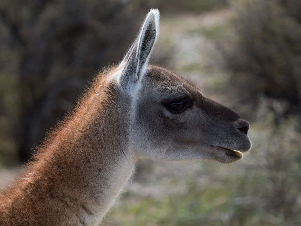 Guanaco