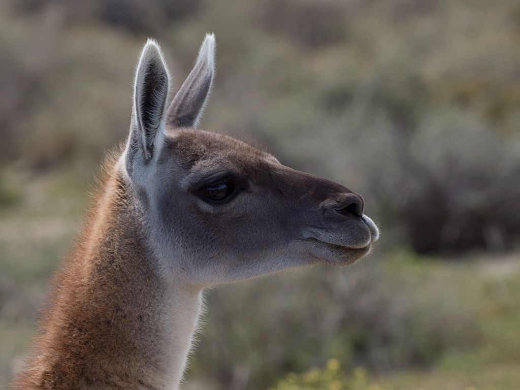 Guanaco