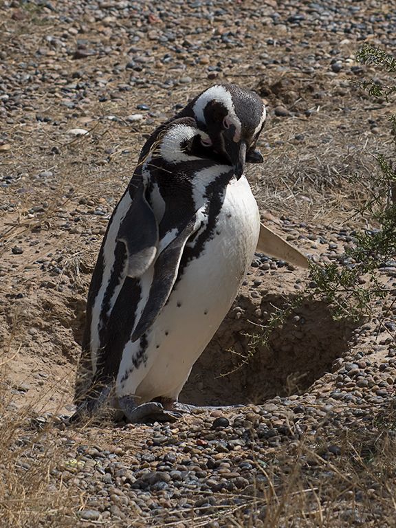 Pingüinos de Magallanes