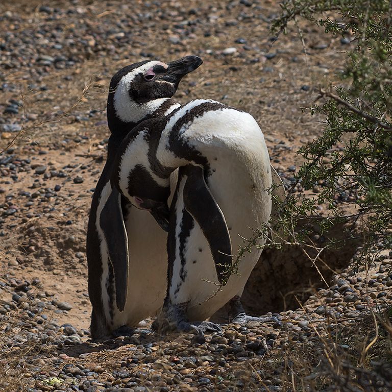 Pingüinos de Magallanes