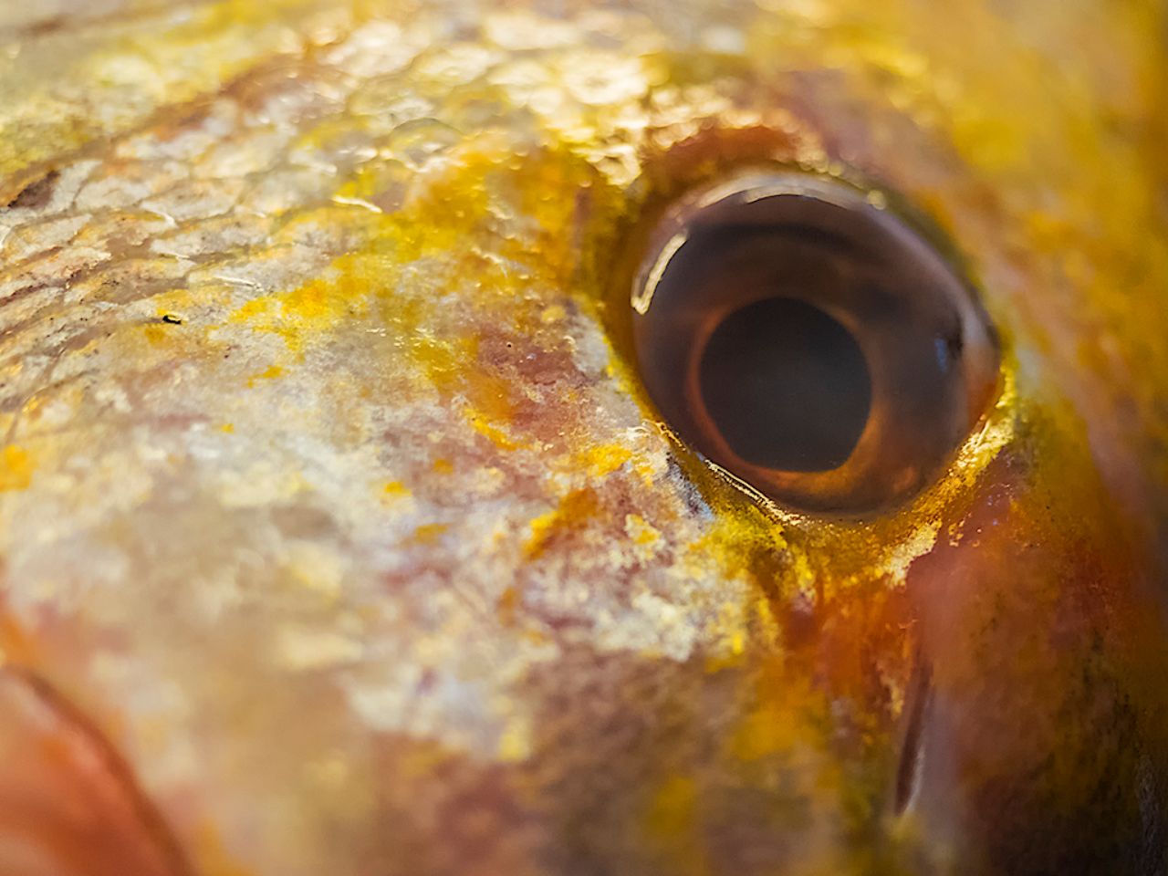 El mercado de pescado