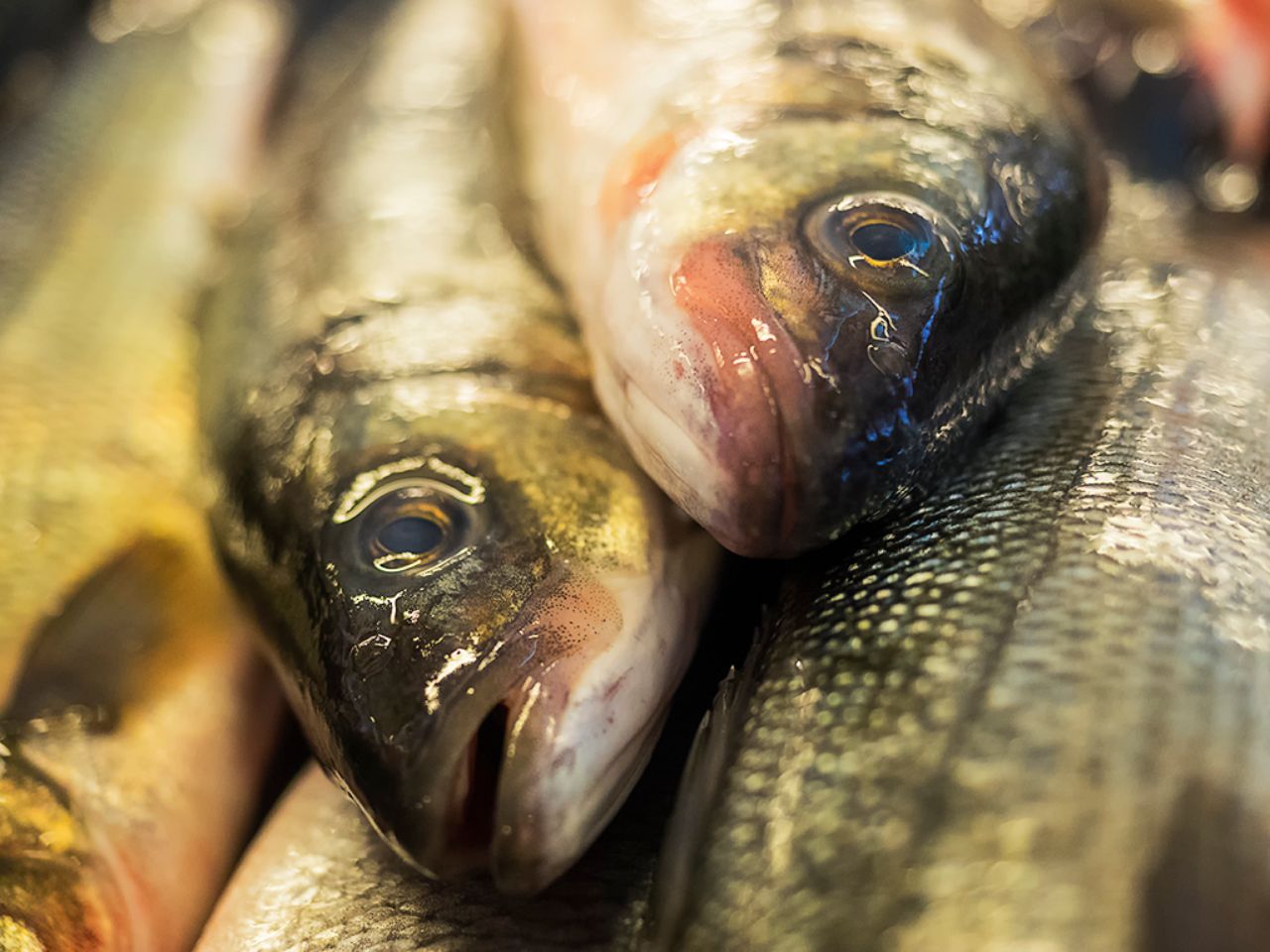 El mercado de pescado