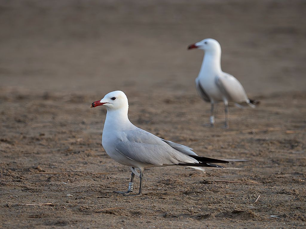 Gaviotas de Andouin