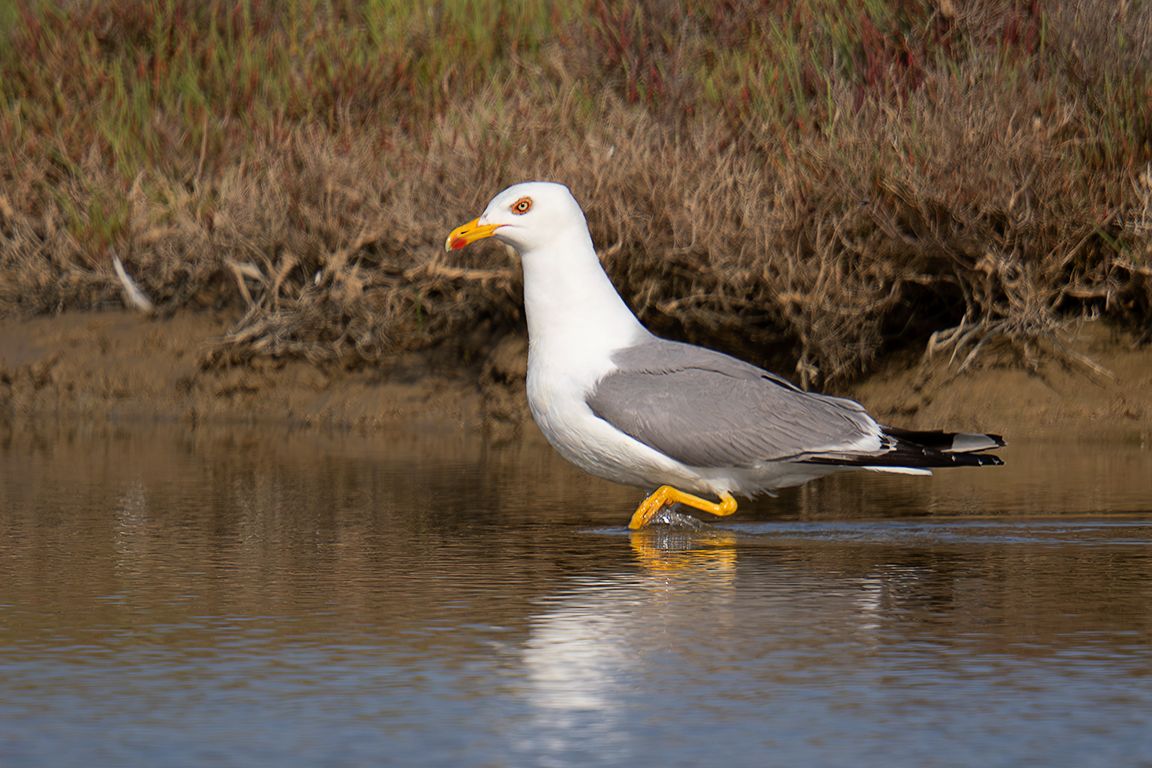 Gaviota patiamarilla