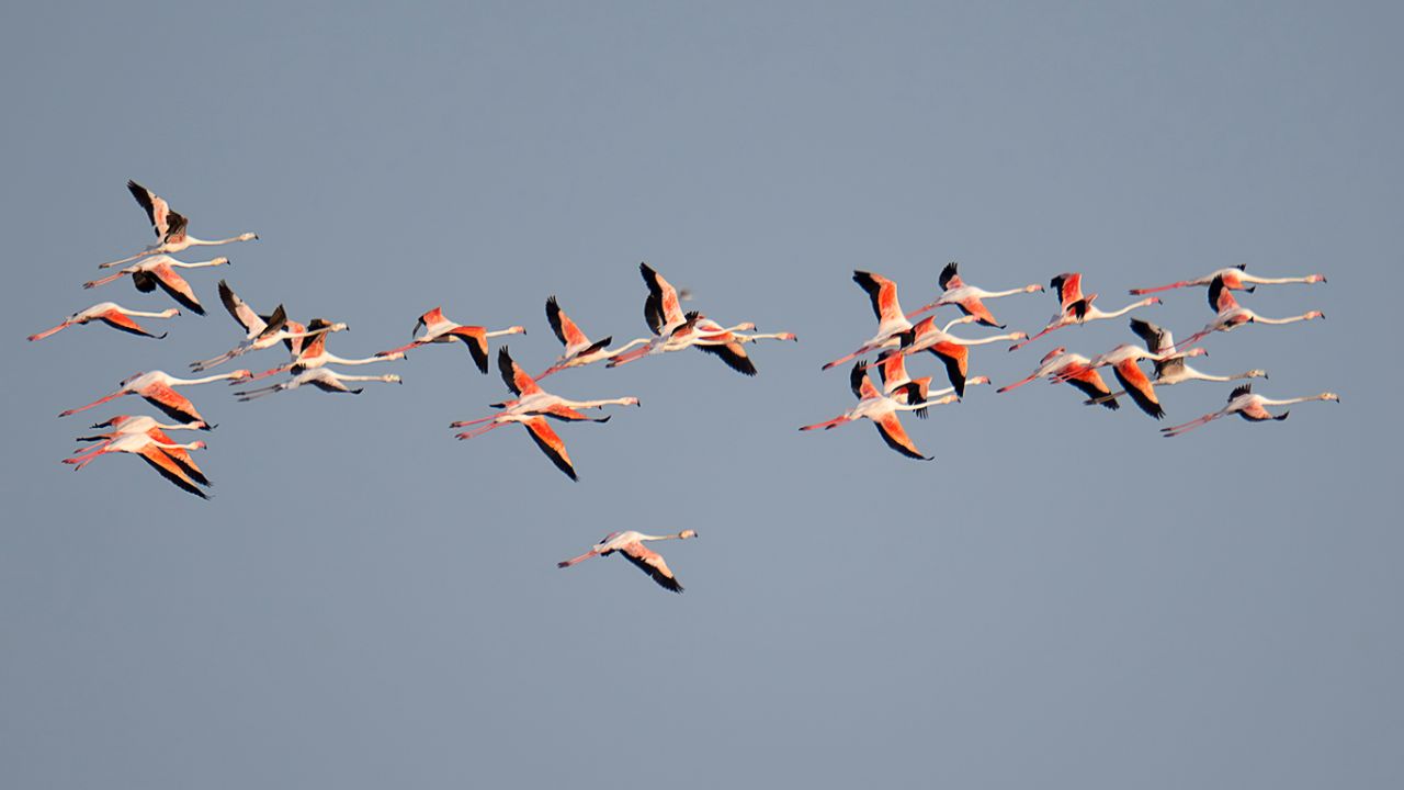 Flamencos