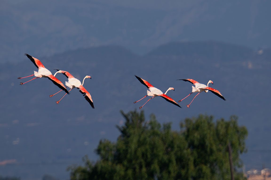 Flamencos