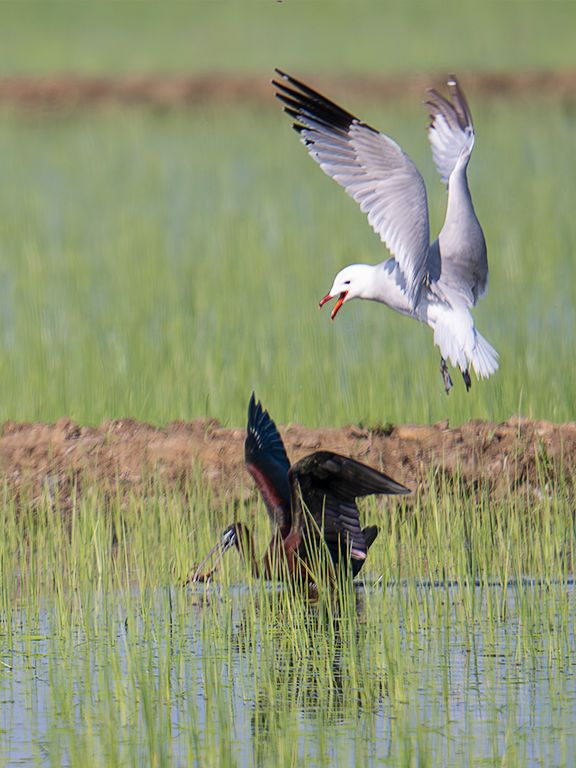 Gaviota de Andouin y morito