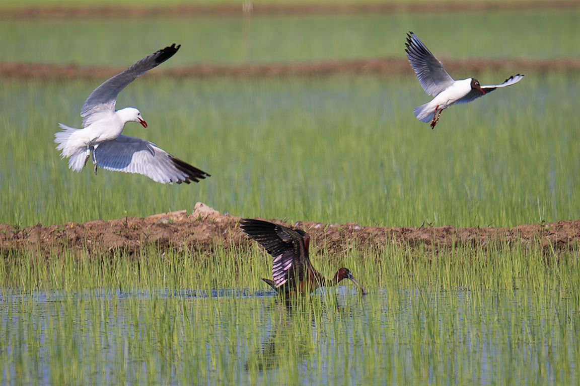 Gaviota de Andouin, reidora y morito