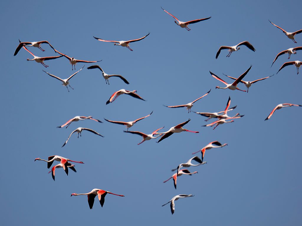 Flamencos
