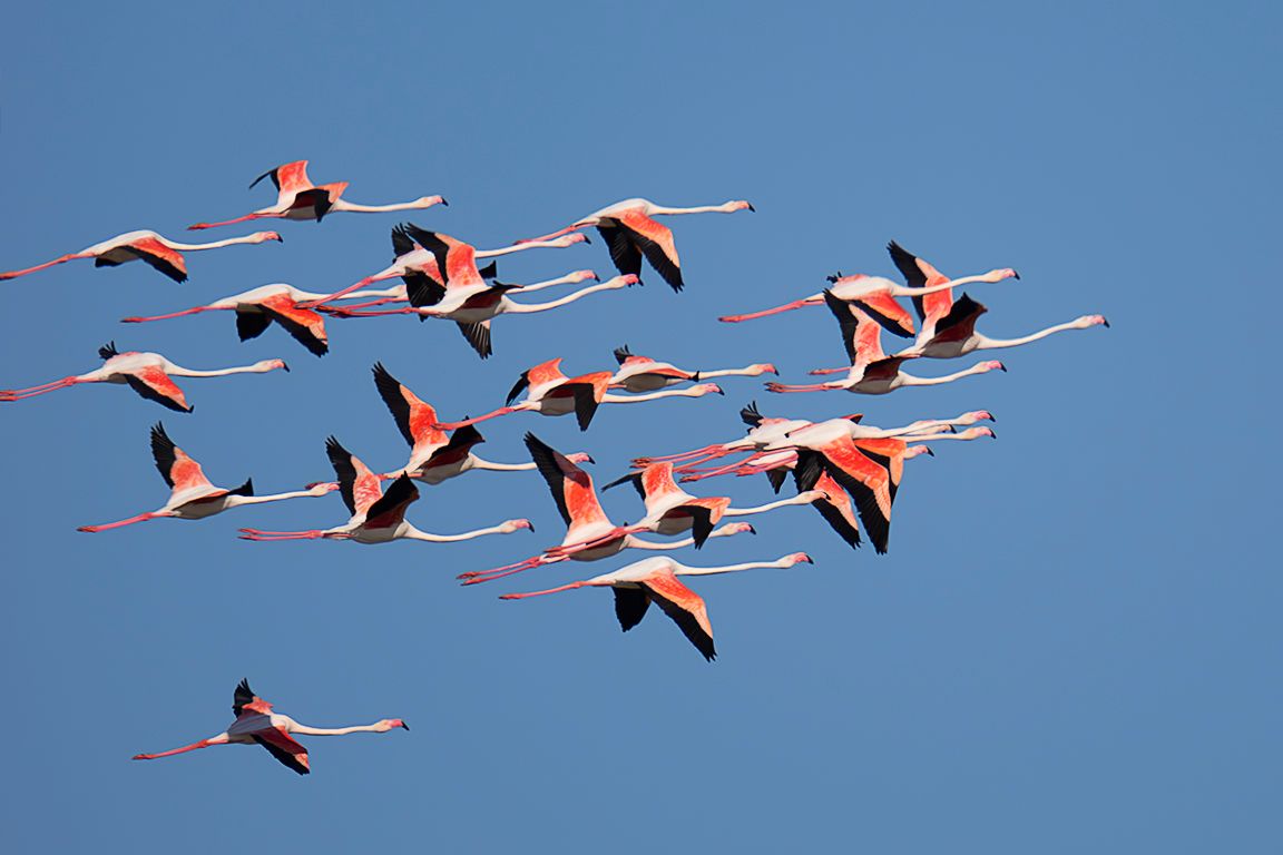 Flamencos