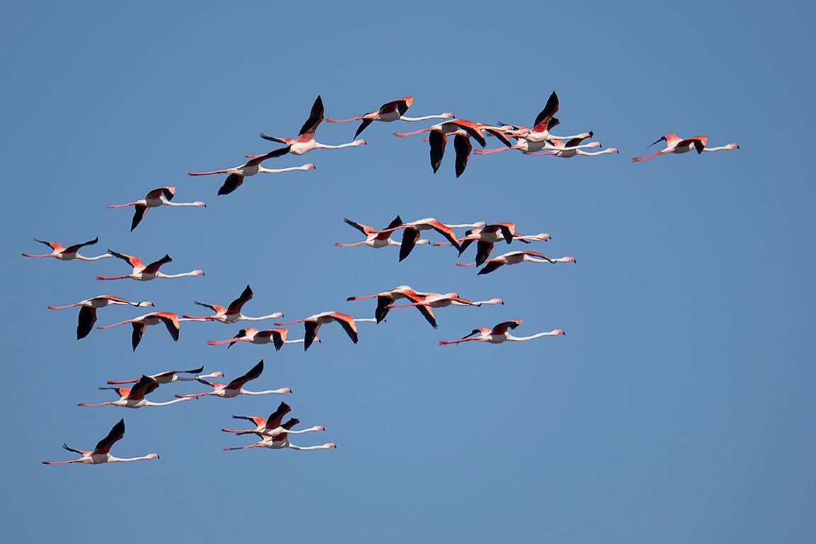 Flamencos