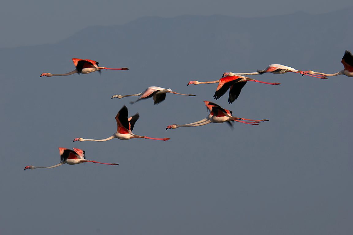 Flamencos