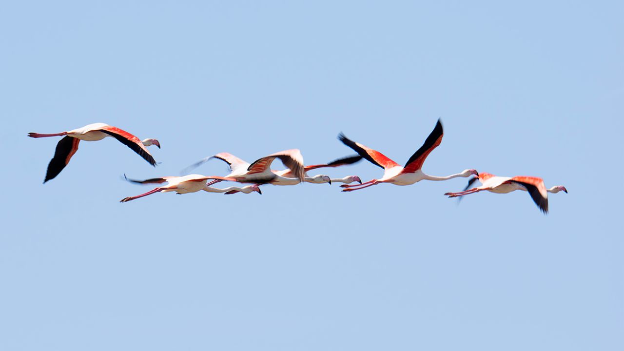 Flamencos