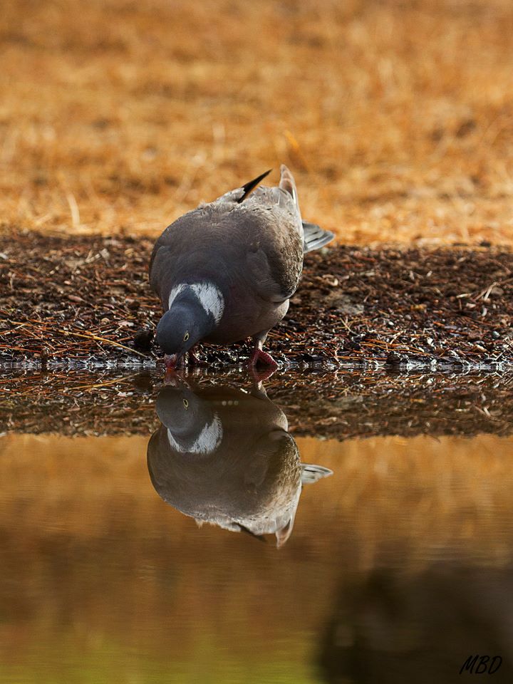 Siempre cautas y asustadizas