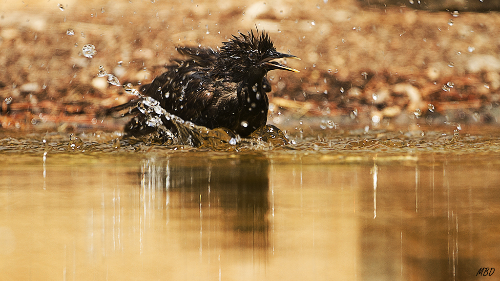 Estornino en pleno chapoteo