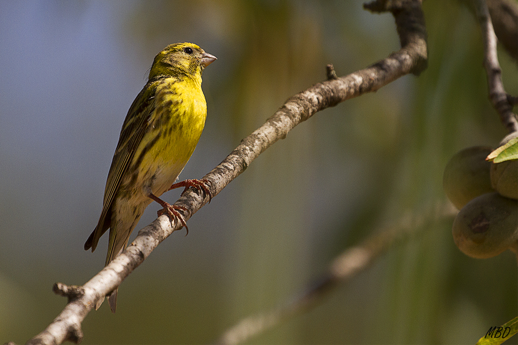 A punto de lanzarse al agua