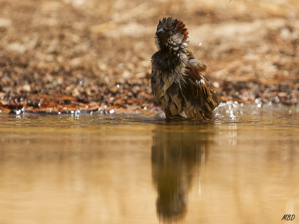 Jugando al águila arpía