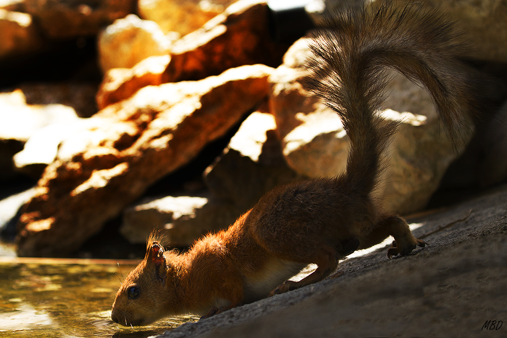 También se acercó a beber