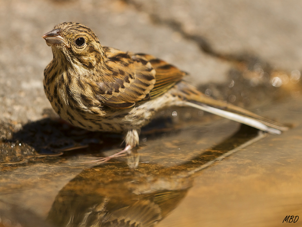 Escribano soteño juvenil